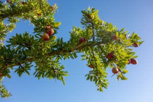 Argan harvesting experience from Marrakech