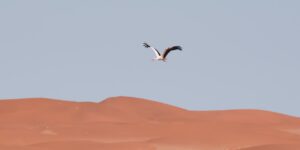 Morocco bird-watching vacation