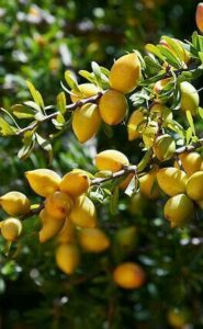 Argan harvesting experience in Morocco