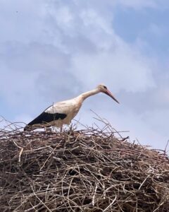 White stork in Morocco