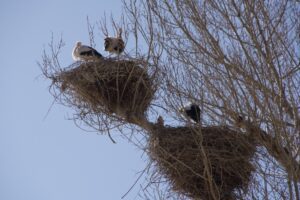 White stork in Morocco