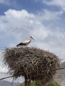 White stork Morocco