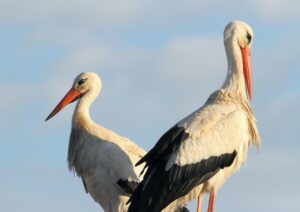 White stork of Morocco