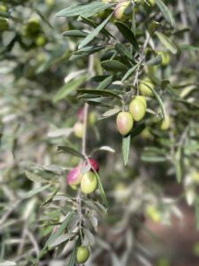 Sustainable Green Travel