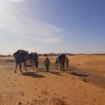 Trekking in the Sahara desert