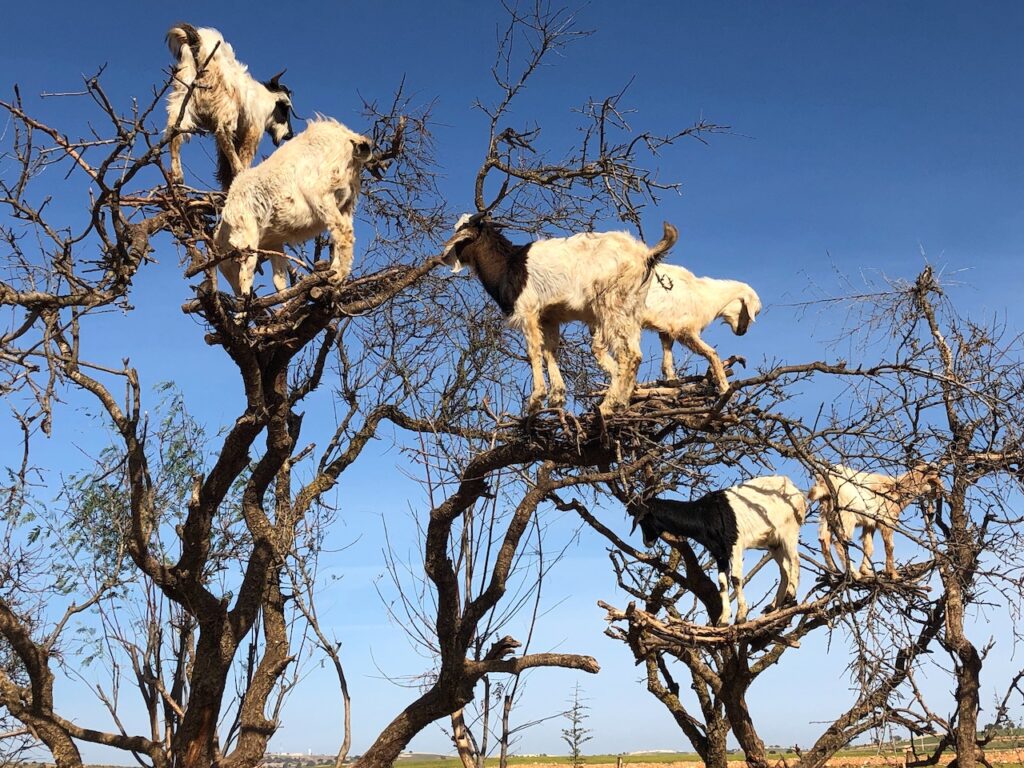 Argan Trees: Morocco's Nature Legacy - Sustainable and eco-friendly ...