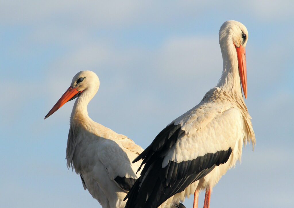 White stork of Morocco