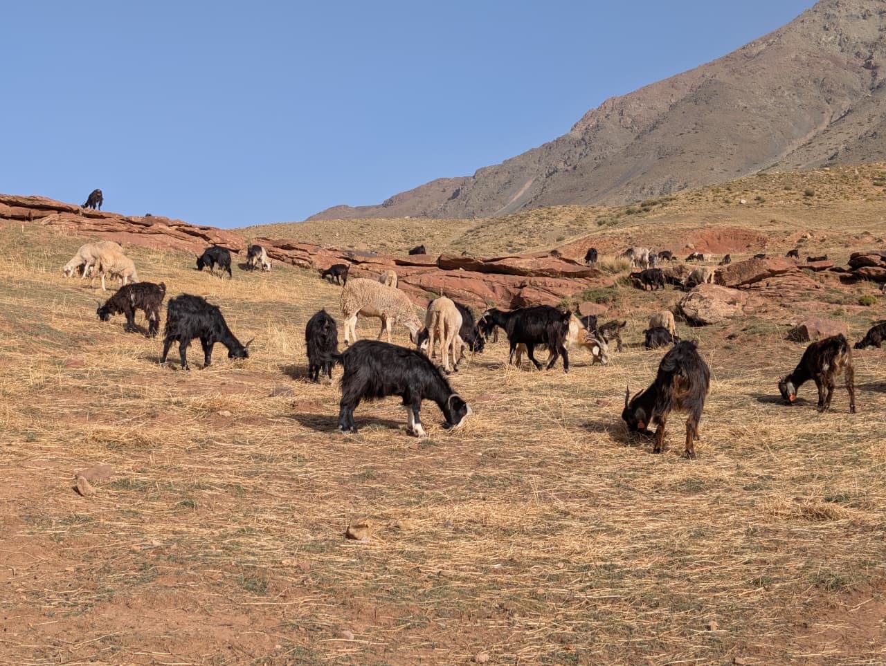 trekking in the Atlas Mountains