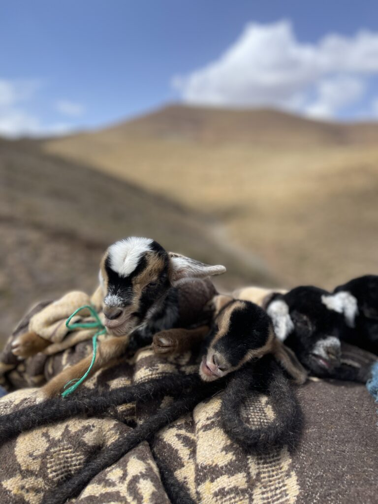 Morocco Trekking